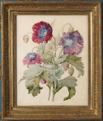 Estimation tableau Redouté. Expertise tableaux, aquarelles, dessins de Pierre-Joseph Redouté. Vente aux enchères de dessins, aquarelles, tableaux de Redouté. Valeur, cote, prix